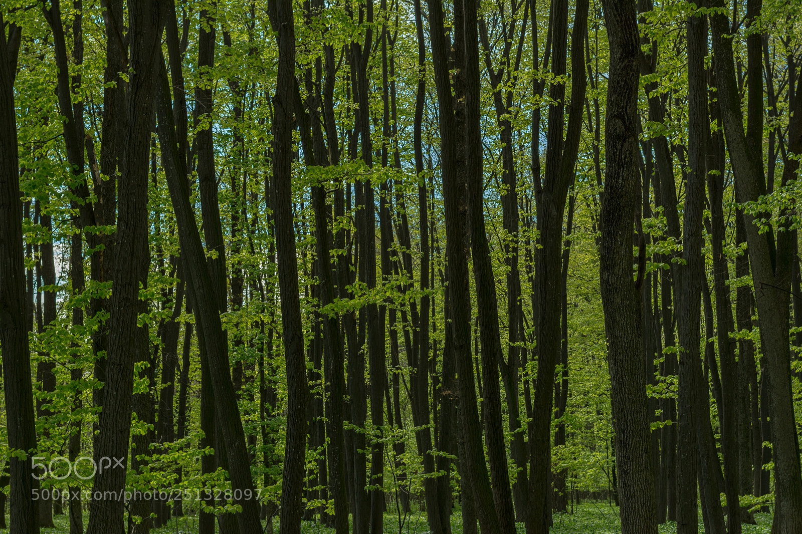Nikon D5200 sample photo. Spring forest - walk photography