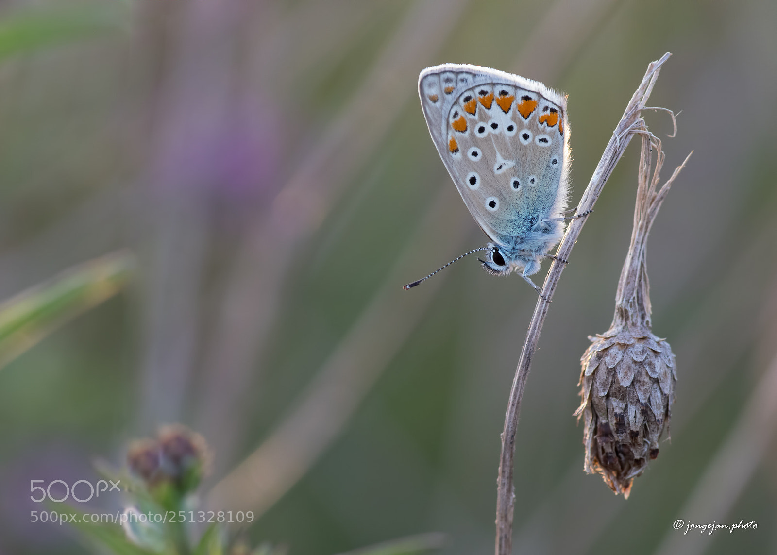 Pentax K-S2 sample photo. Common blue photography