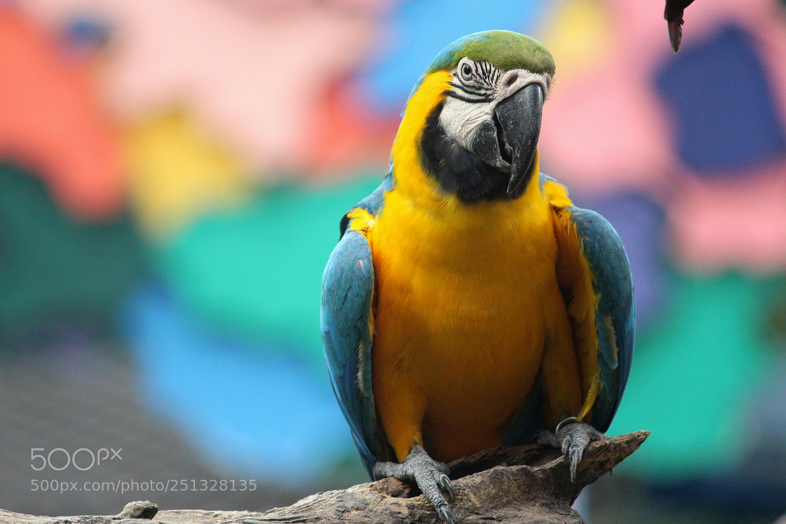 Canon EF-S 55-250mm F4-5.6 IS II sample photo. Parrot photography