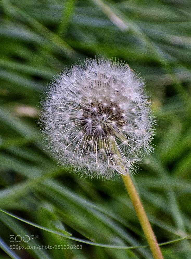 Nikon D5300 sample photo. Untitled photography