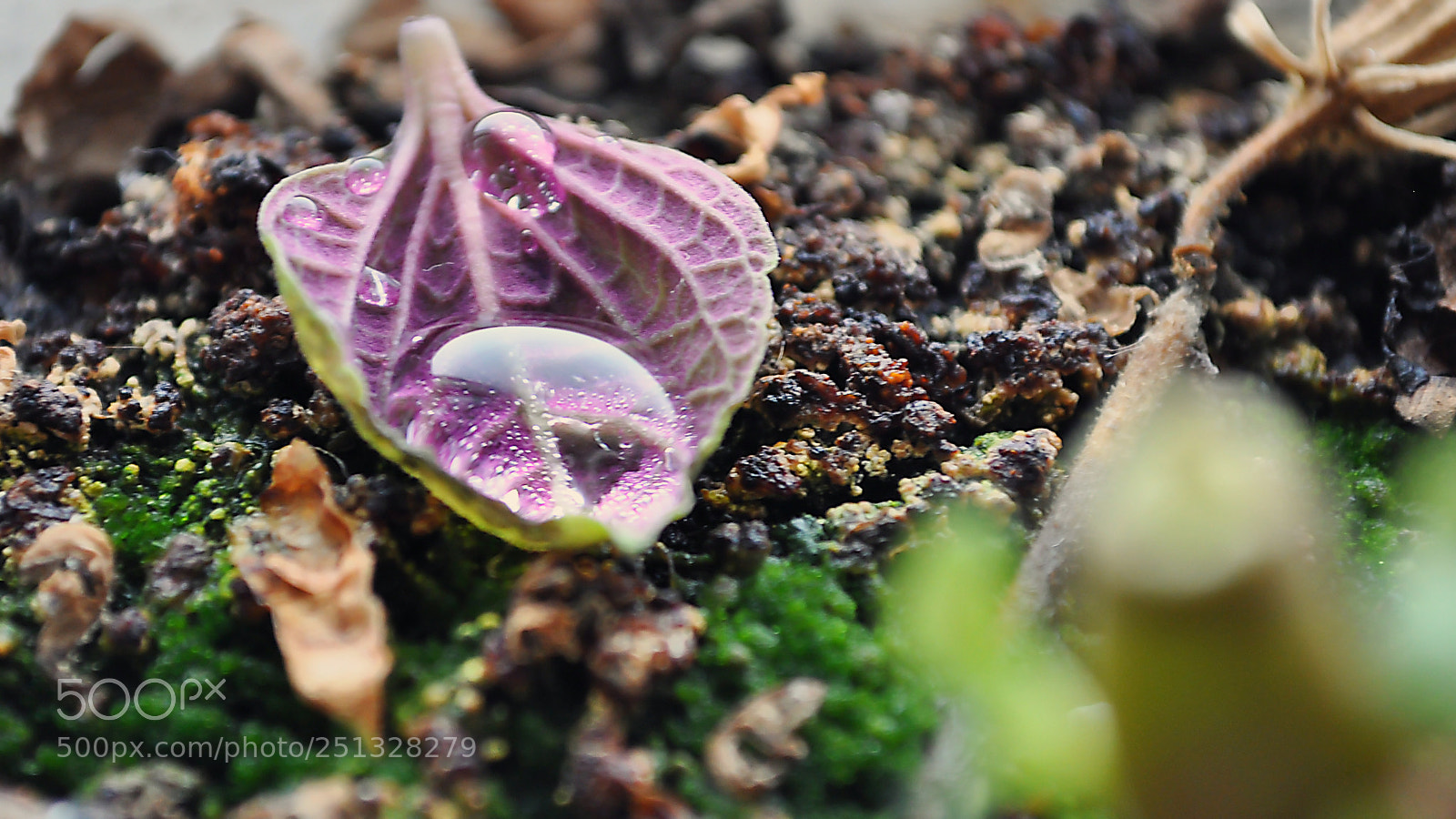Nikon D5000 sample photo. Flower pot photography