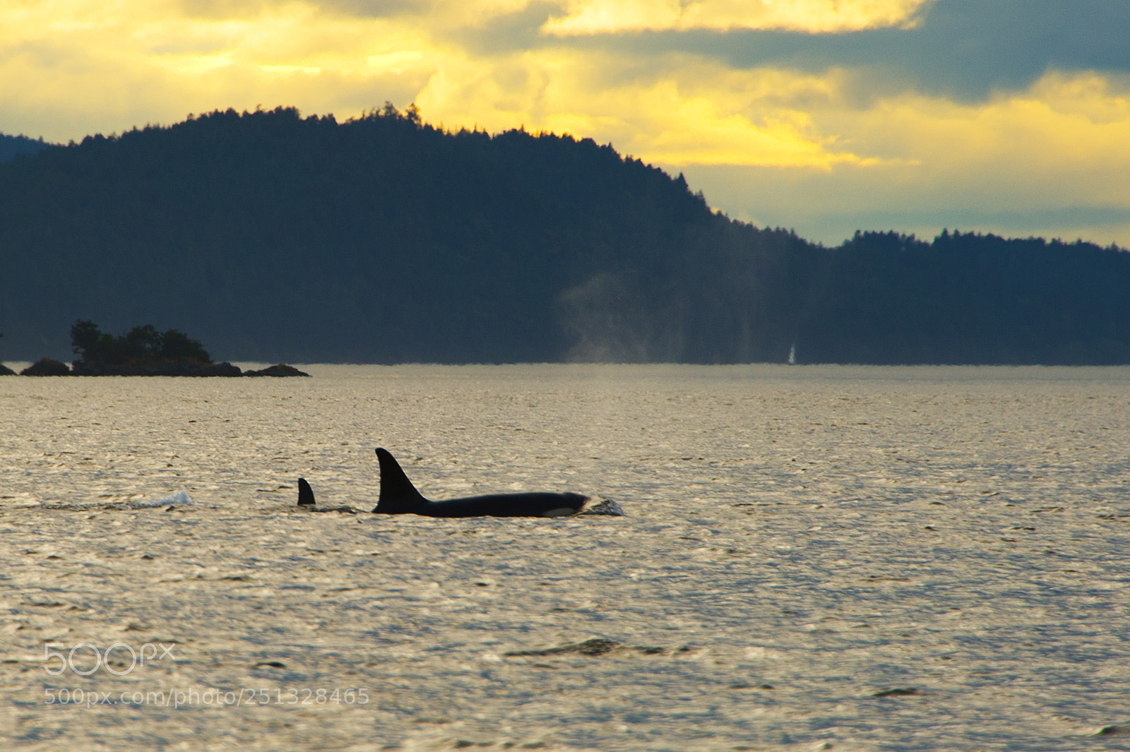 Nikon D700 sample photo. Killer whales orcas photography