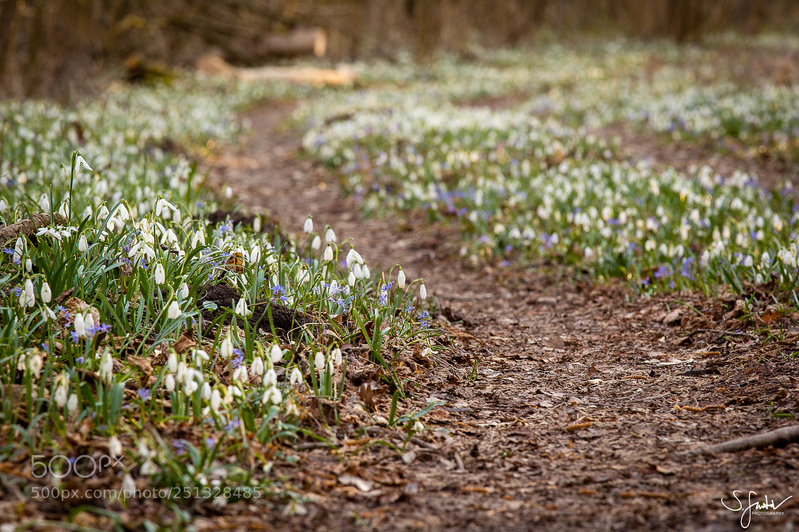 Canon EOS 60D sample photo. Snowdrops iii. photography