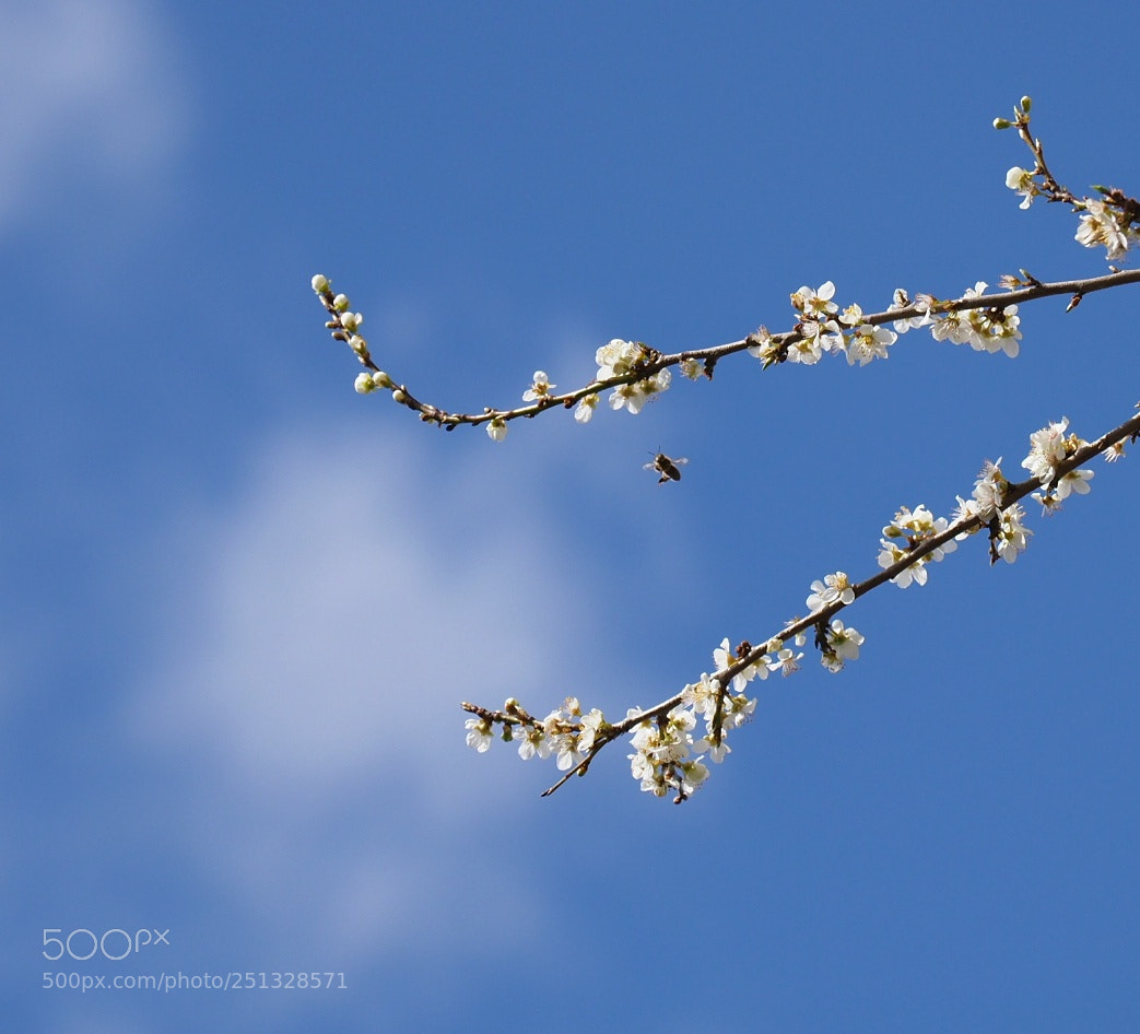 Olympus OM-D E-M1 Mark II sample photo. Spring! photography