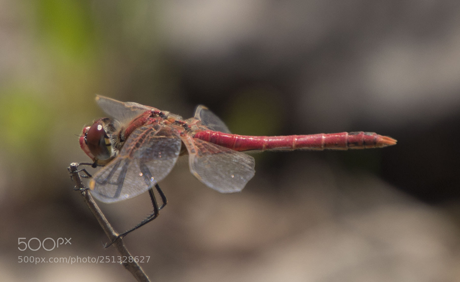 Canon EOS 1300D (EOS Rebel T6 / EOS Kiss X80) sample photo. Dragonfly red photography