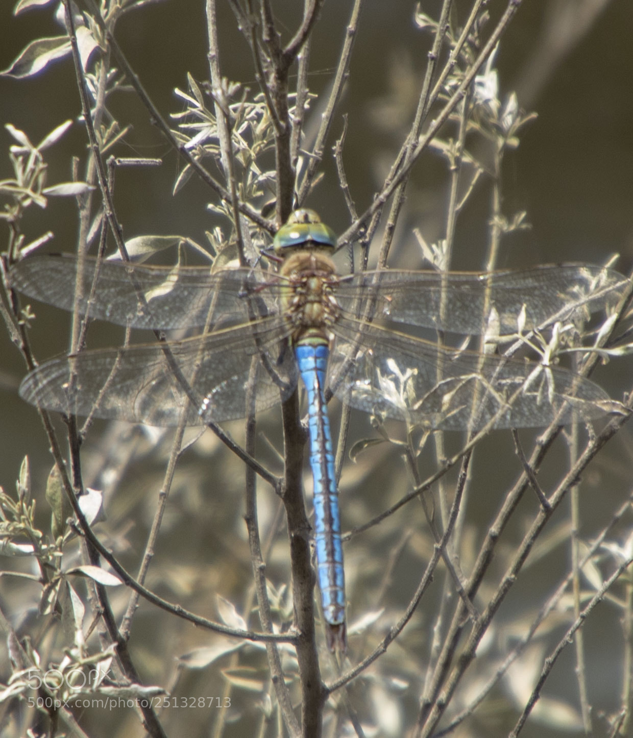 Canon EOS 1300D (EOS Rebel T6 / EOS Kiss X80) sample photo. Dragonfly blue photography