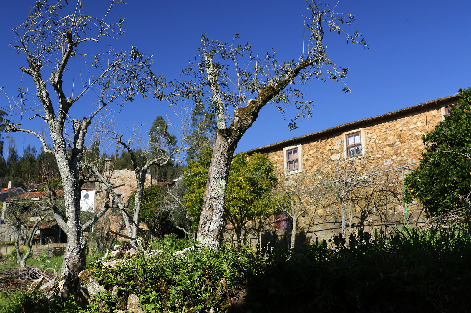 Canon EF 24-70mm F4L IS USM sample photo. Rural photography
