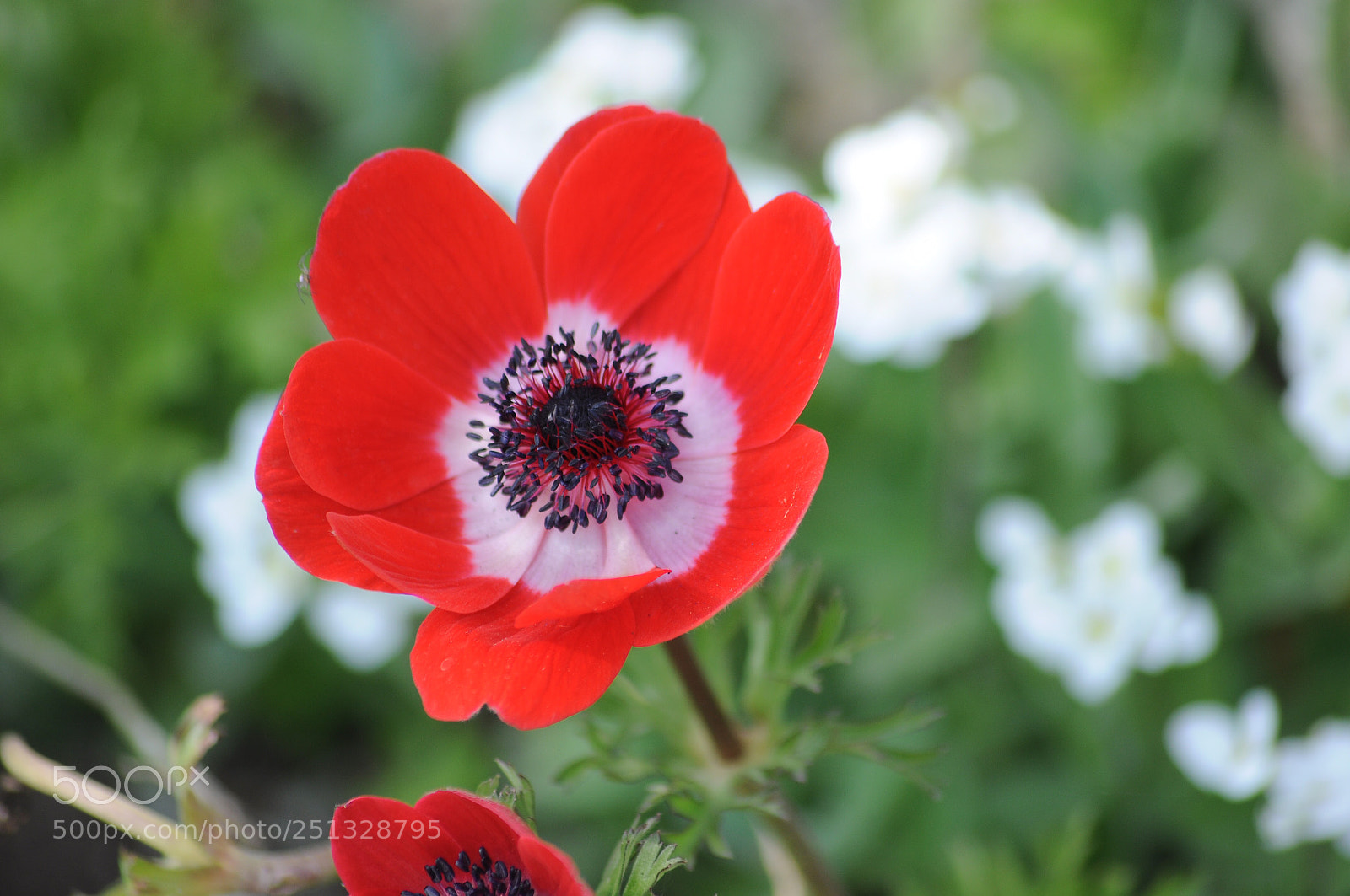 Nikon D90 sample photo. Untitled photography