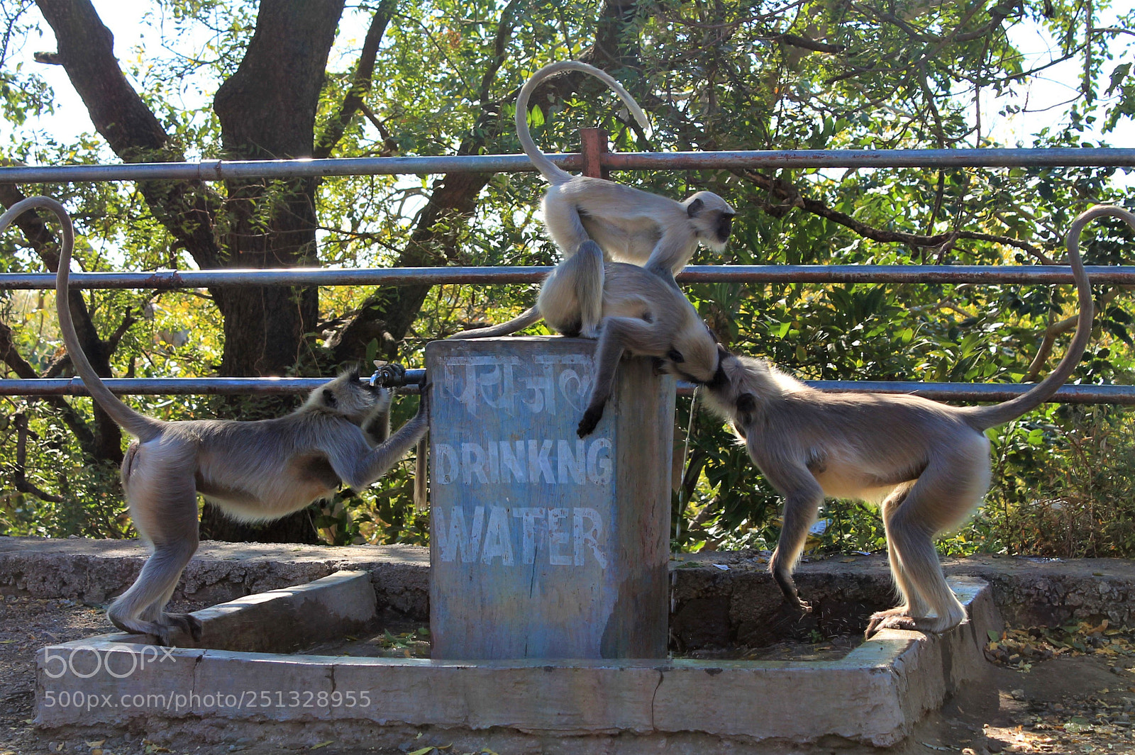 Canon EOS 1100D (EOS Rebel T3 / EOS Kiss X50) sample photo. Monkeys drink water. photography