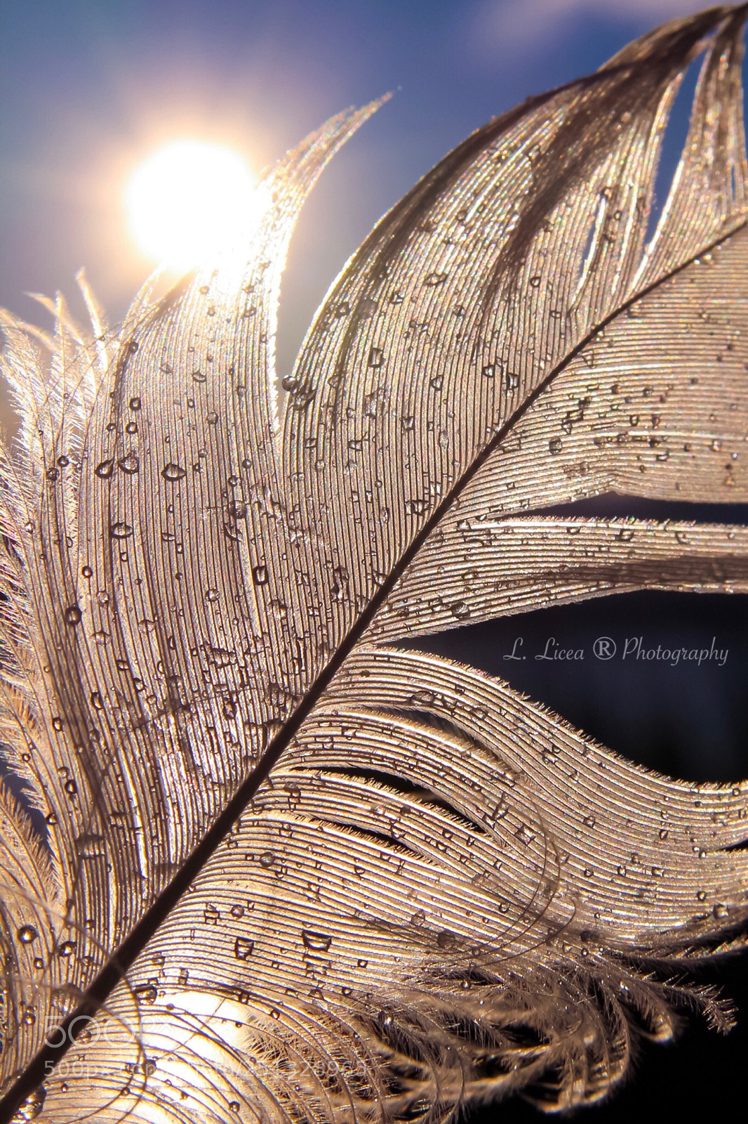 Canon EOS 100D (EOS Rebel SL1 / EOS Kiss X7) sample photo. Caress of light  photography