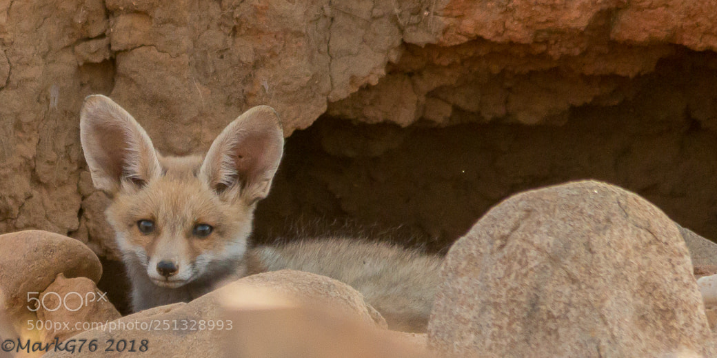 Canon EOS 70D sample photo. Peek-a-boo photography