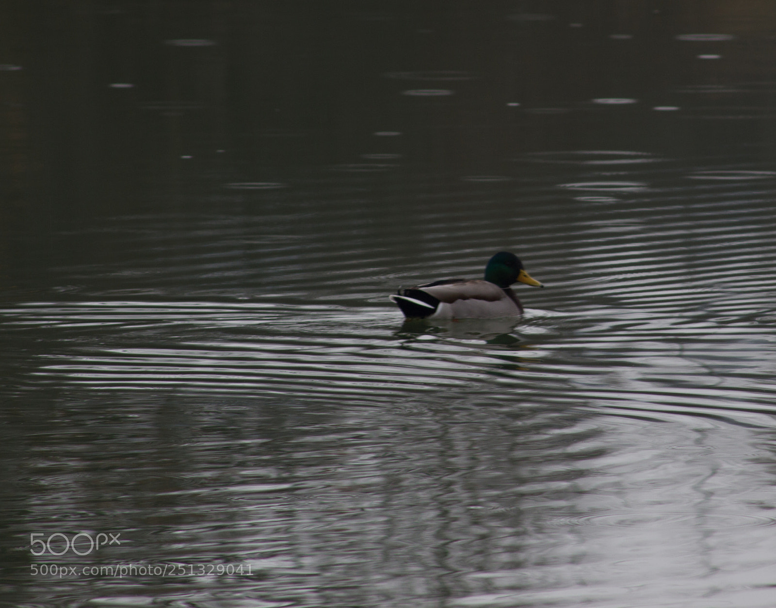 Canon EOS 550D (EOS Rebel T2i / EOS Kiss X4) sample photo. Duck on lake photography