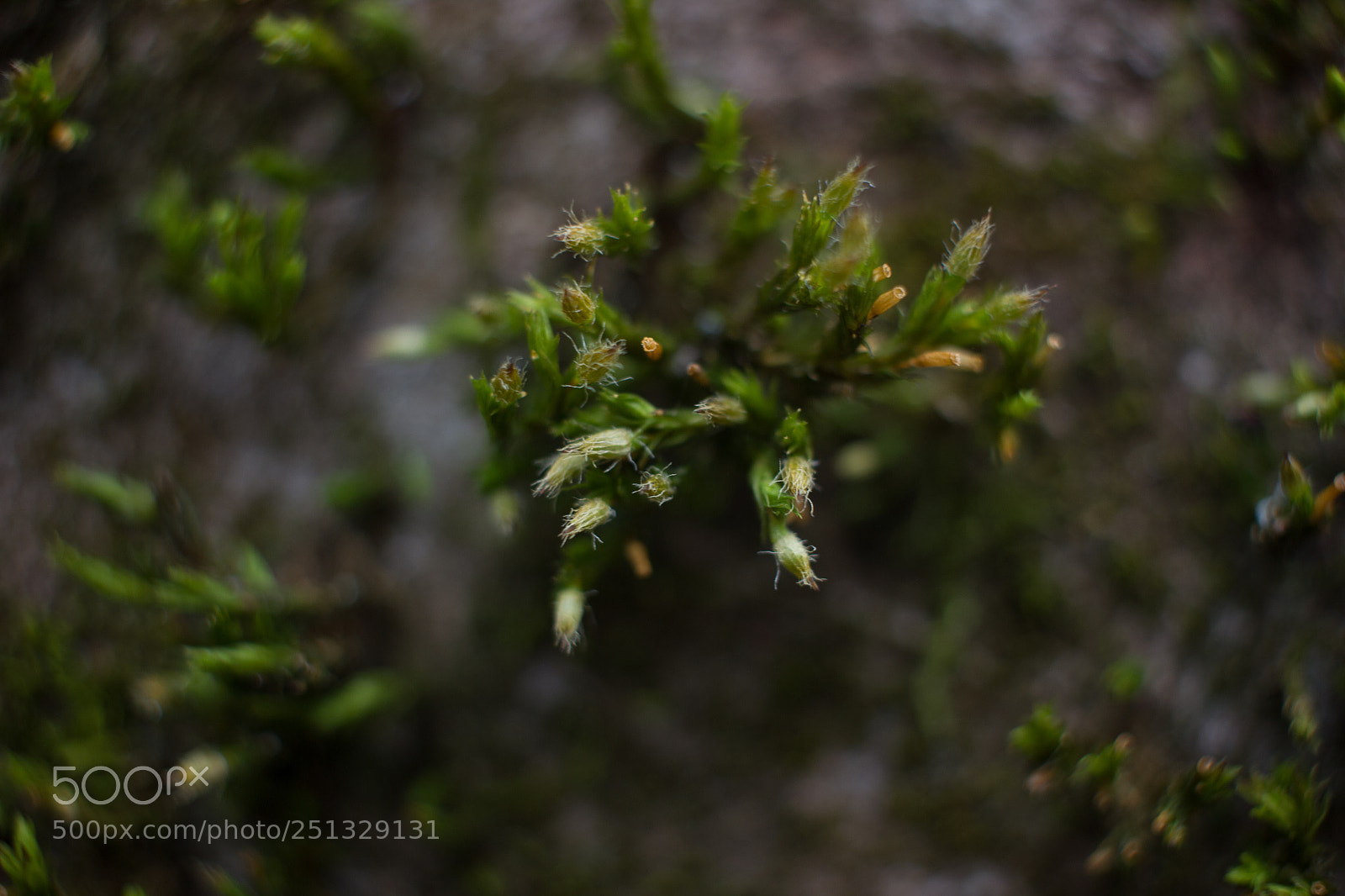Canon EOS 550D (EOS Rebel T2i / EOS Kiss X4) sample photo. Macro moss photography