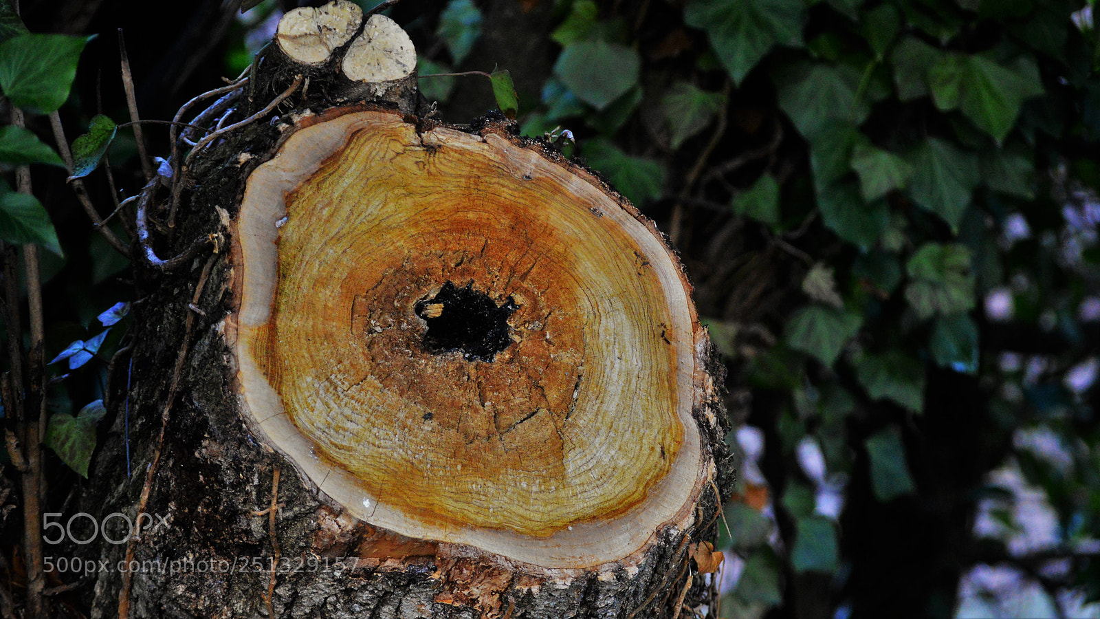 Nikon D3200 sample photo. Untitled photography