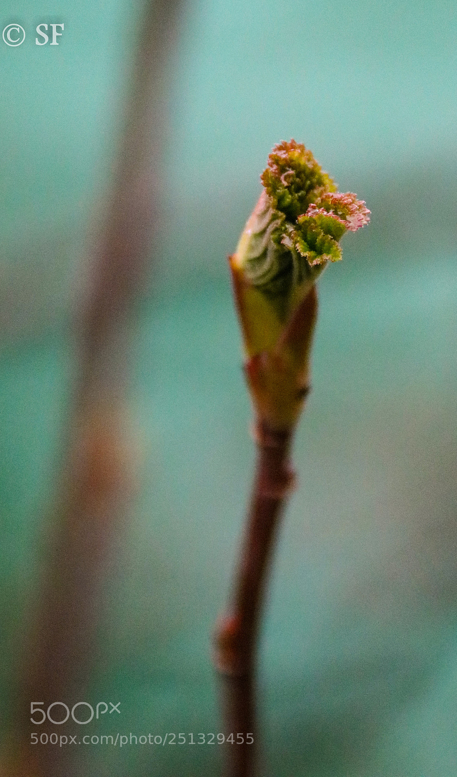 Canon EOS 750D (EOS Rebel T6i / EOS Kiss X8i) sample photo. The young leaves photography