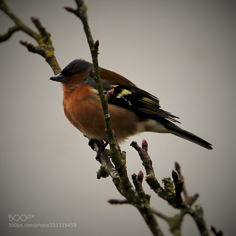 Canon EOS 600D (Rebel EOS T3i / EOS Kiss X5) sample photo. Chaffinch photography