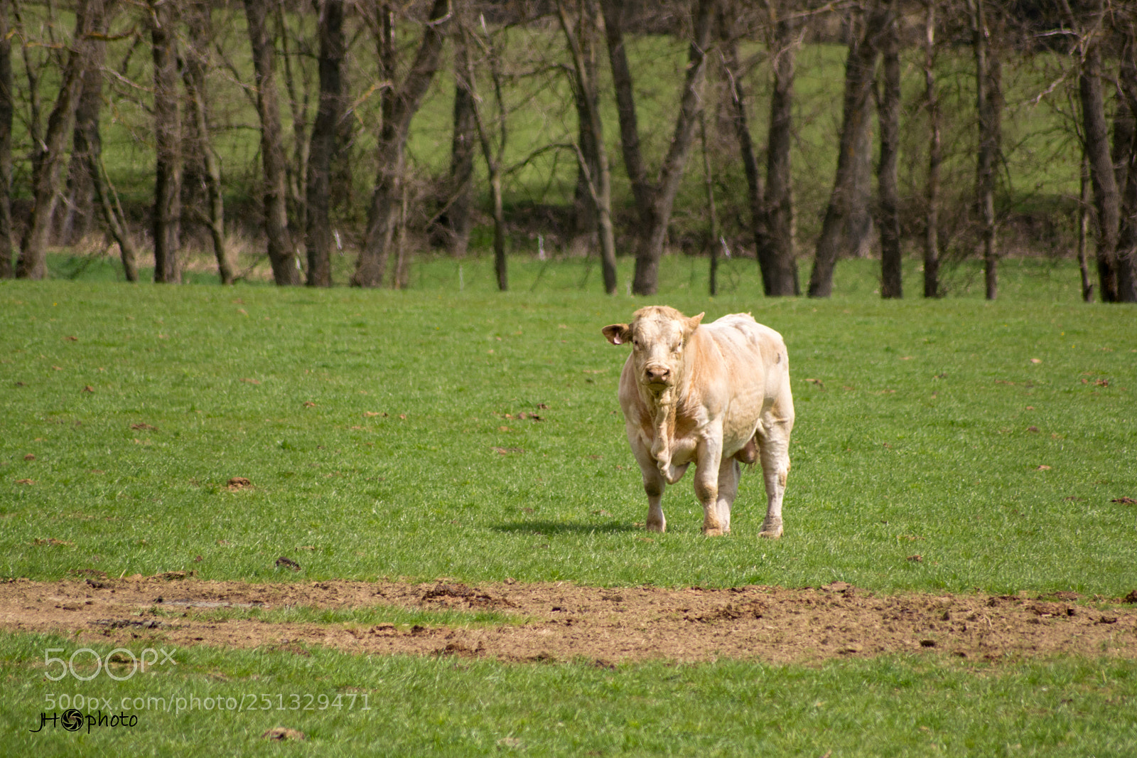 Nikon D5200 sample photo. Moooo photography