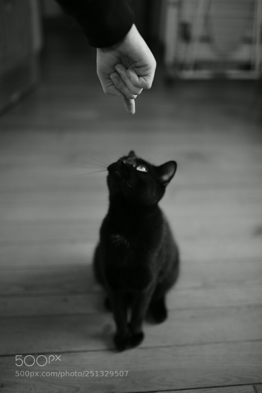 Nikon D750 + Sigma 35mm F1.4 DG HSM Art sample photo. Mr cat photography