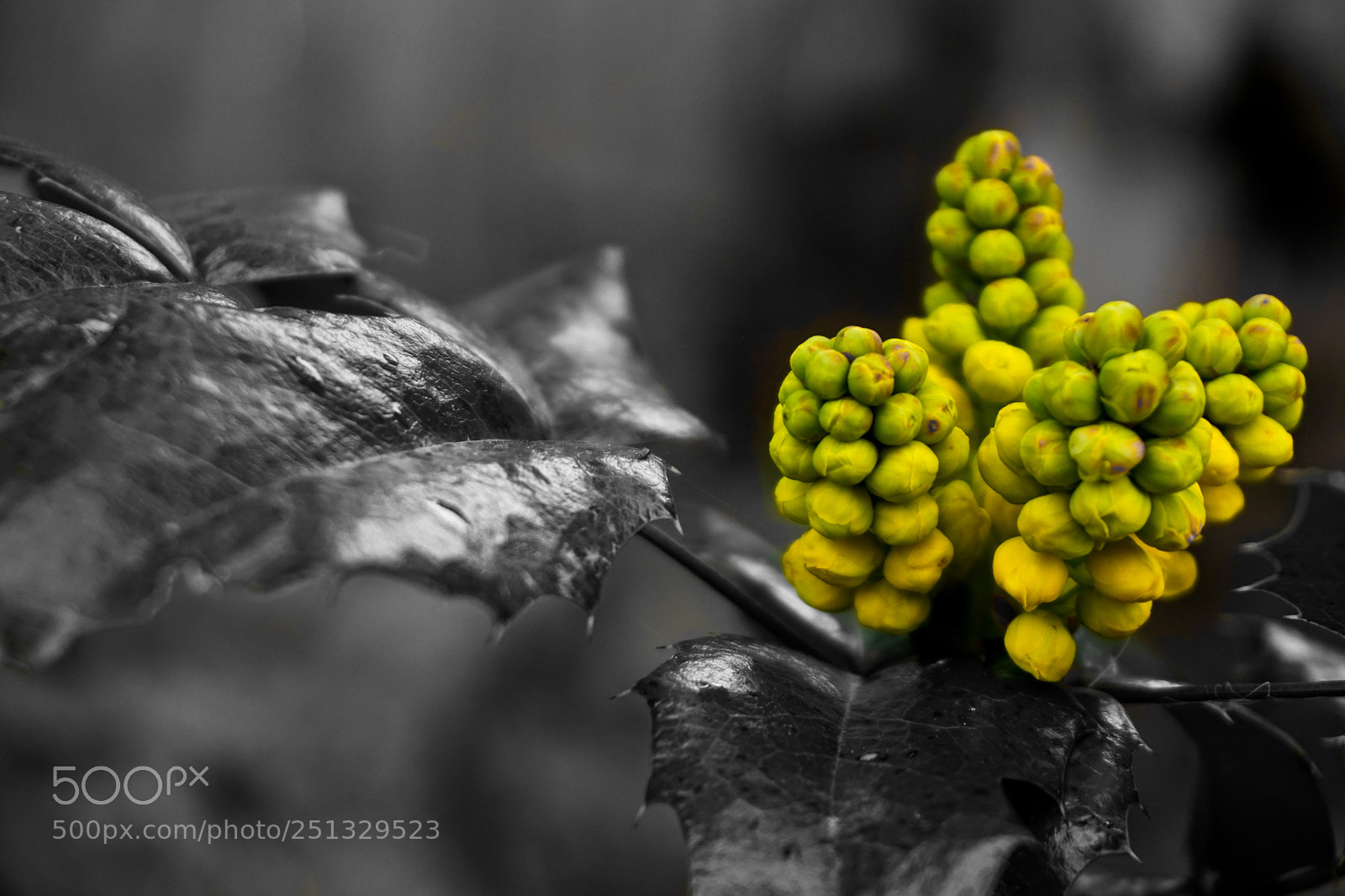 Sony a6000 sample photo. Yellow photography