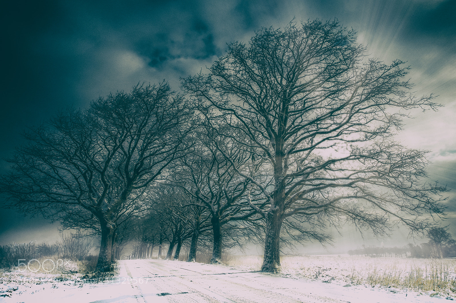 Nikon D300S sample photo. Return of winter photography