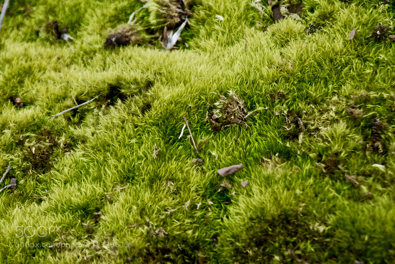 Nikon D200 sample photo. Grass roots photography