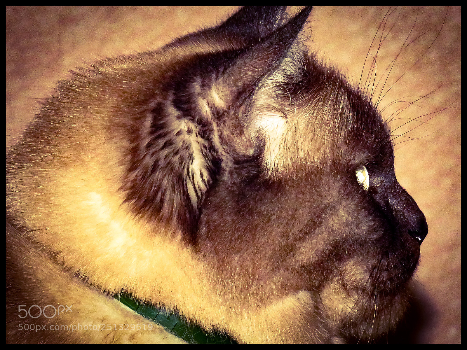Canon PowerShot SX540 HS sample photo. Untitled photography