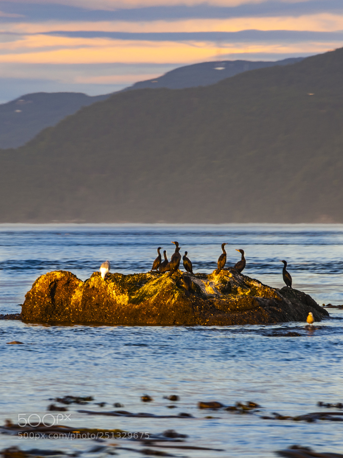 Nikon D700 sample photo. Bird island, san juan photography