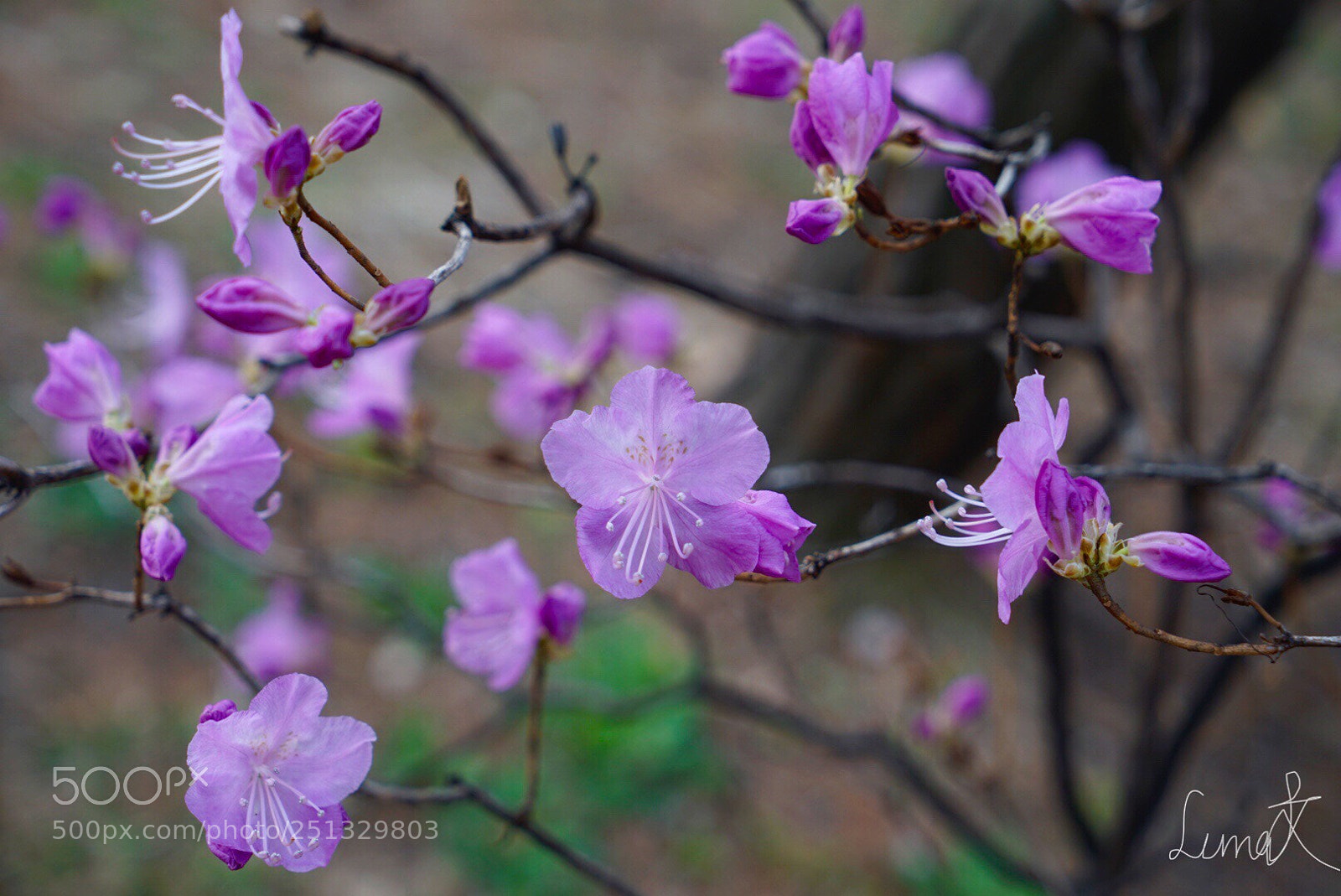 Sony a7R II sample photo. Jindalrae photography