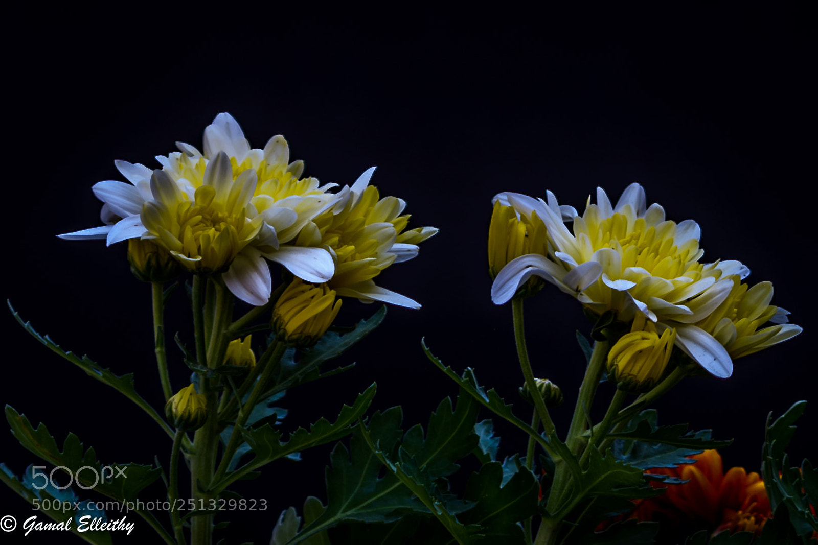 Nikon D7100 sample photo. From the garden photography