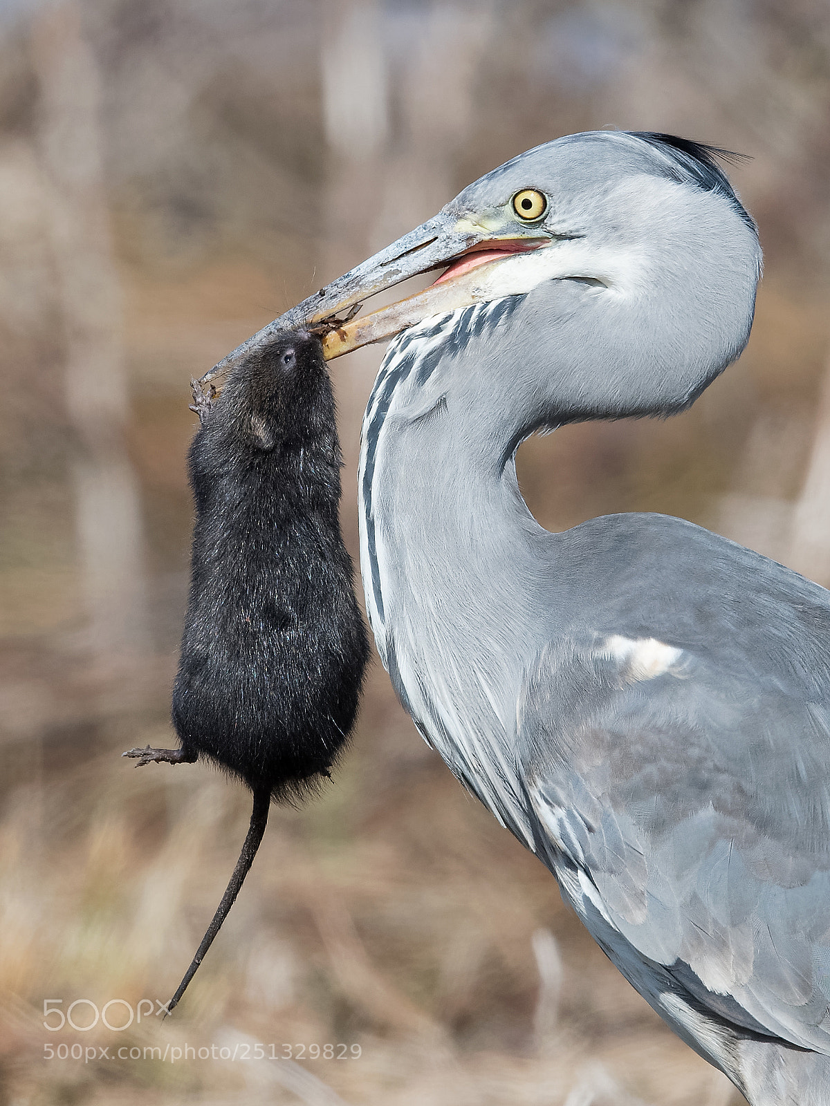 Nikon D500 sample photo. Huge catch photography