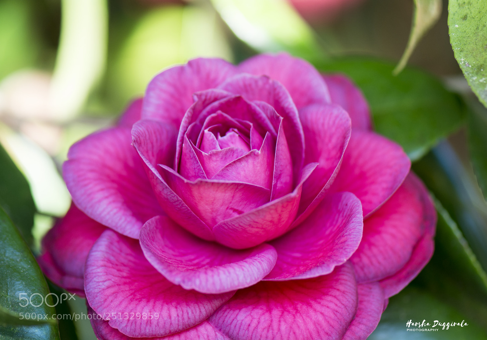Nikon D5200 sample photo. Every creation on the photography