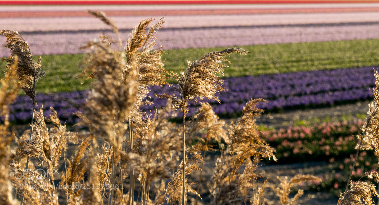 Nikon D5300 sample photo. The field photography