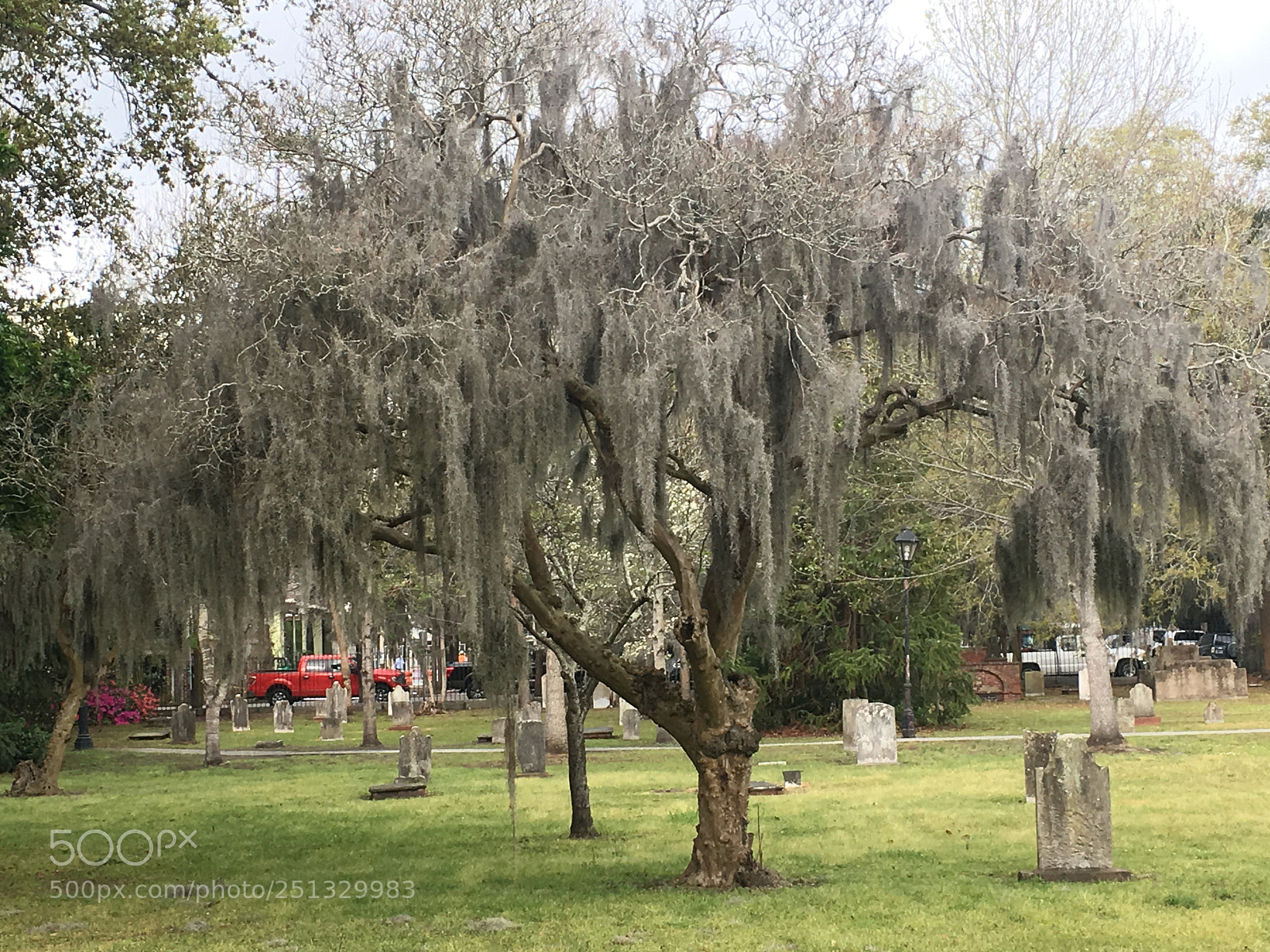 Apple iPhone 6s Plus sample photo. Spanish moss photography