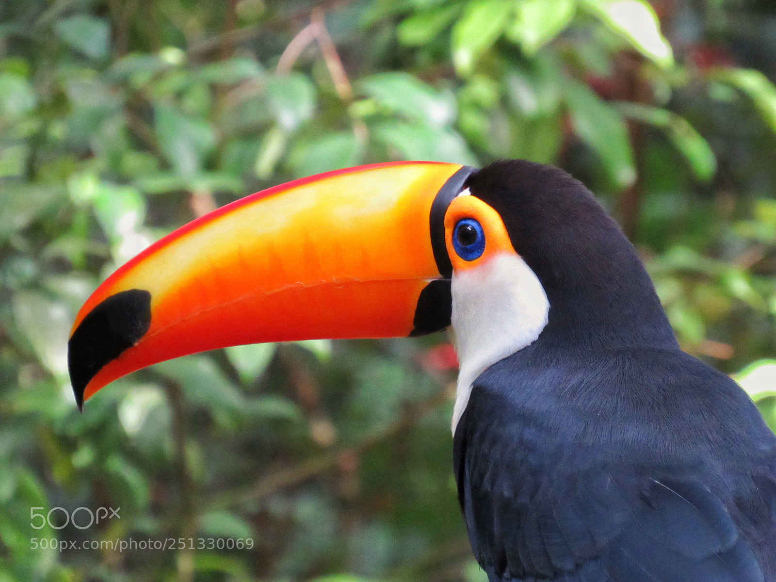 Canon PowerShot SX530 HS sample photo. Tucano toco (ramphastos toco) photography