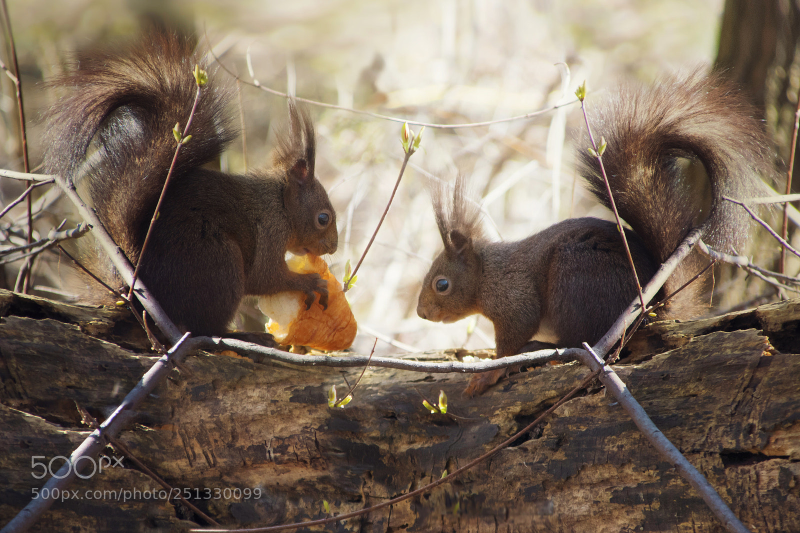 Nikon D3300 sample photo. Squirrels photography