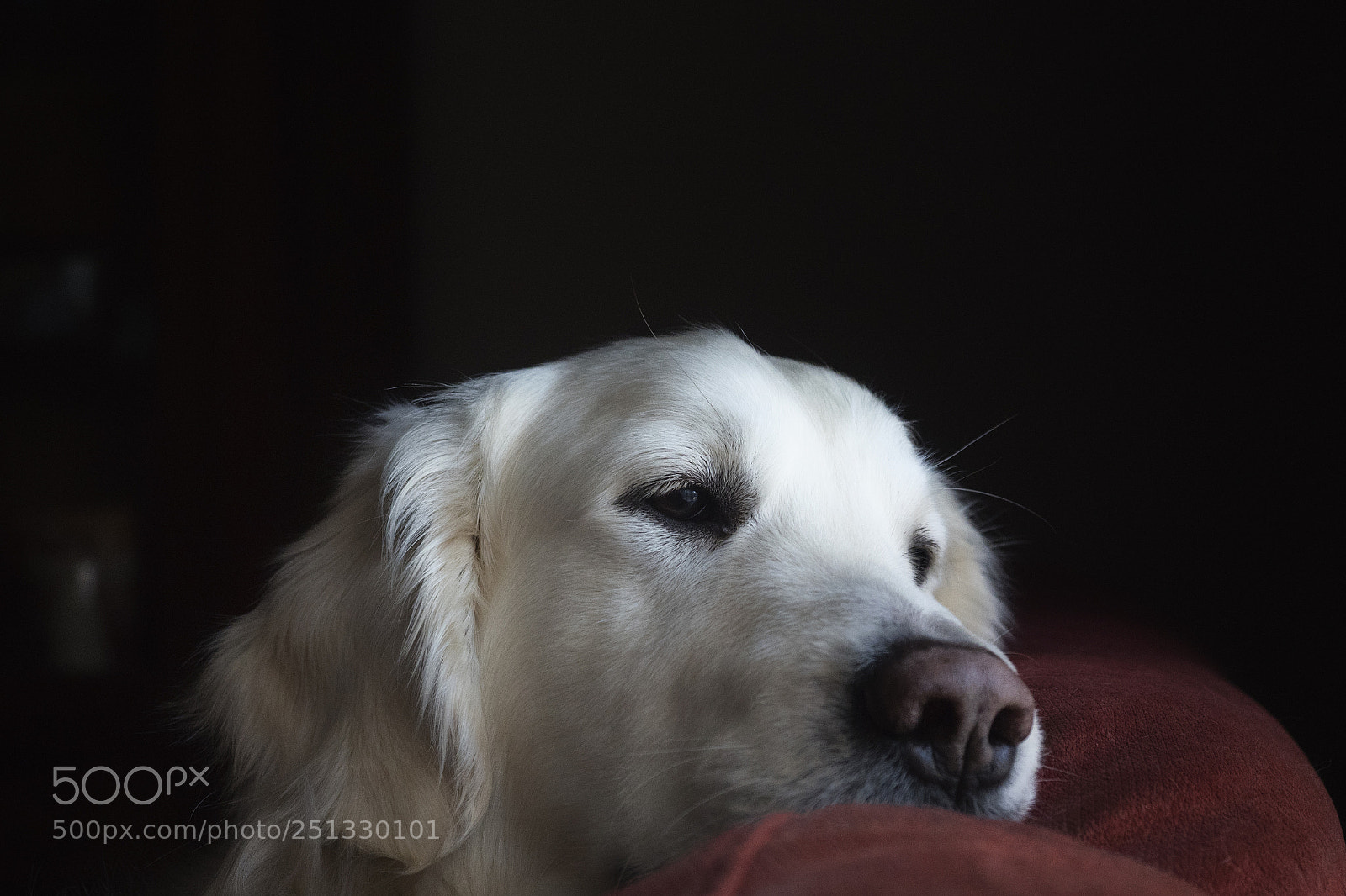 Olympus OM-D E-M5 II sample photo. Observando.... photography