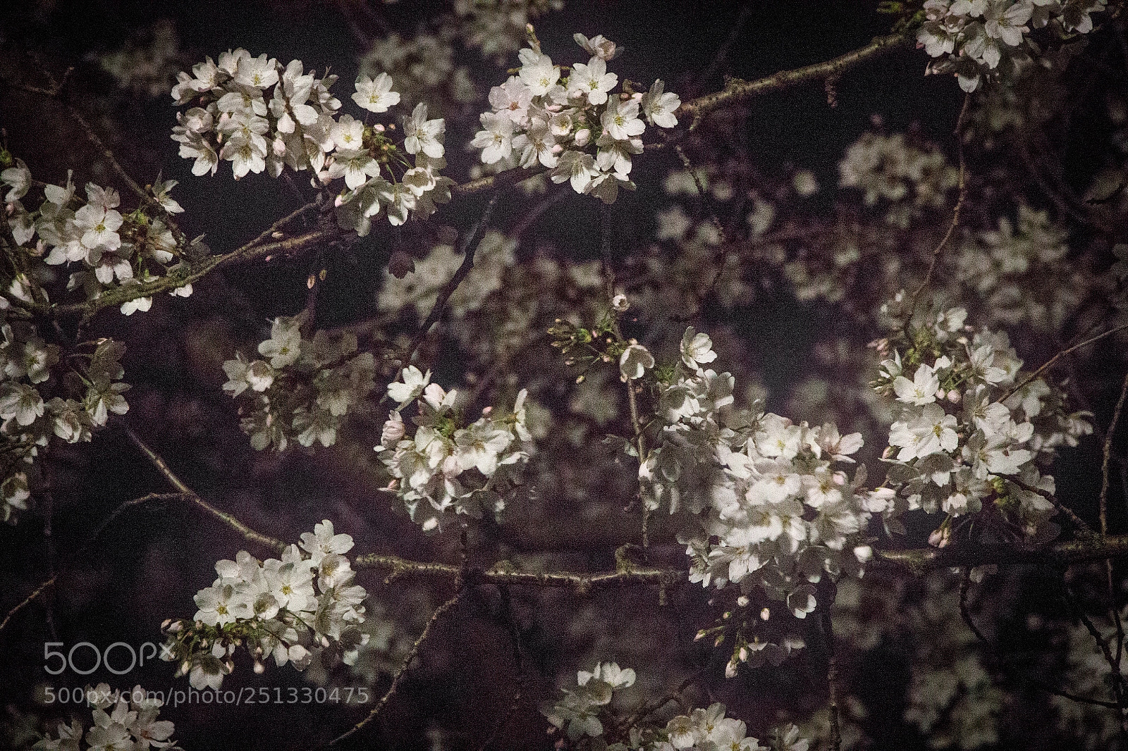 Canon EOS 700D (EOS Rebel T5i / EOS Kiss X7i) sample photo. Untitled photography