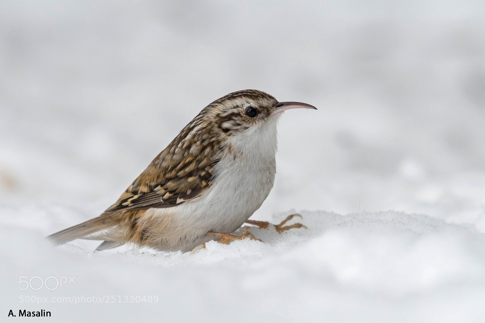 Nikon D500 sample photo. Treecreeper photography