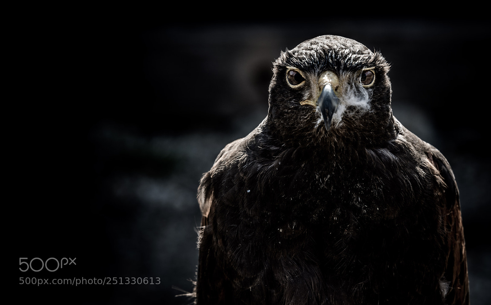 Nikon D7200 sample photo. Falcon ii photography