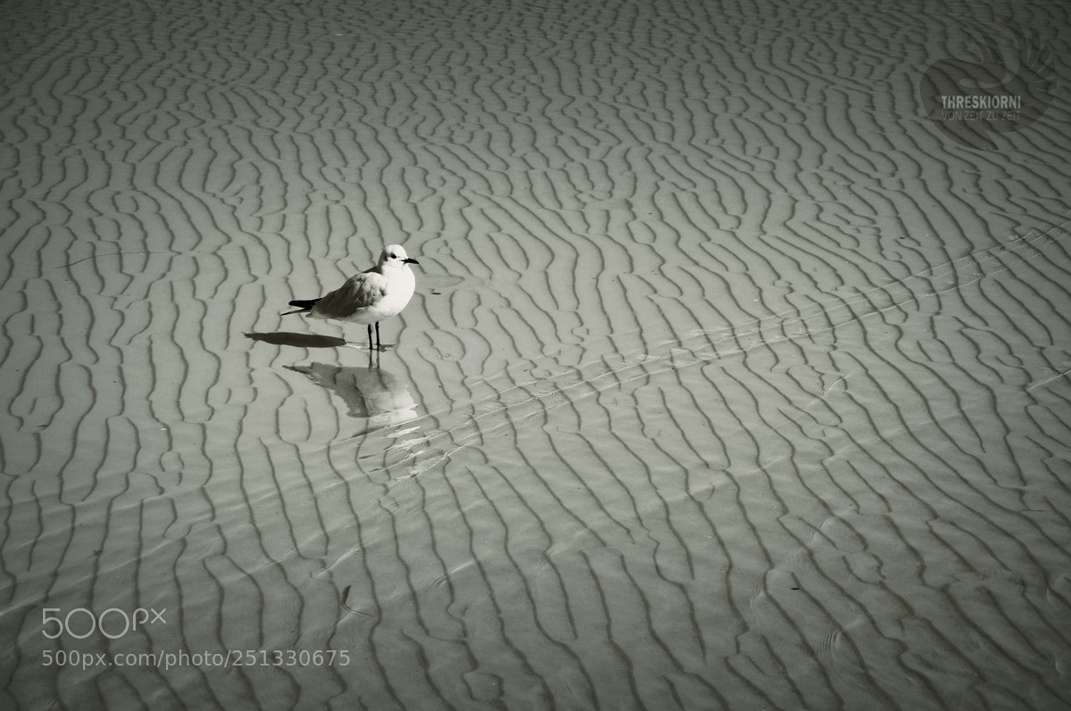 Nikon D5000 sample photo. Sea texture photography