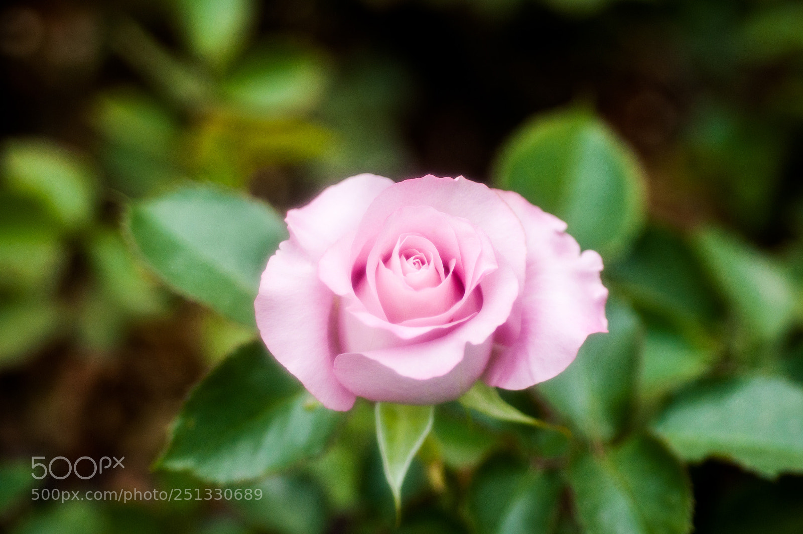 Nikon D90 sample photo. Untitled photography