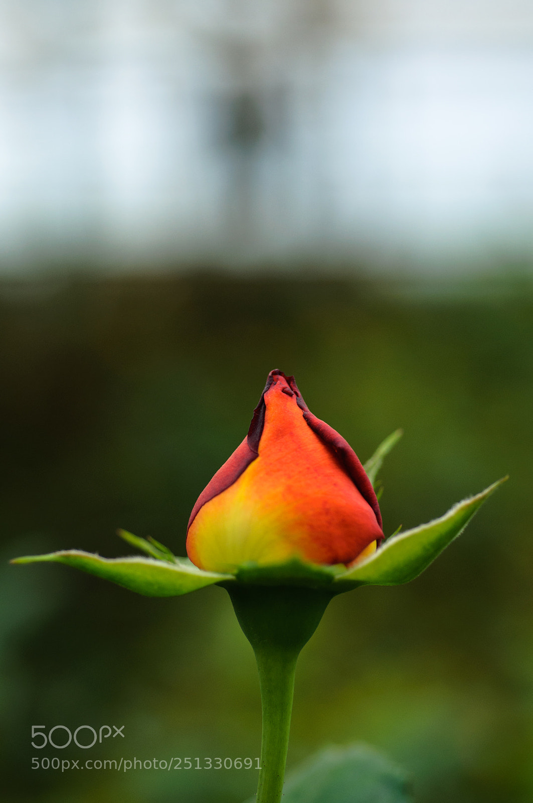 Nikon D90 sample photo. Untitled photography