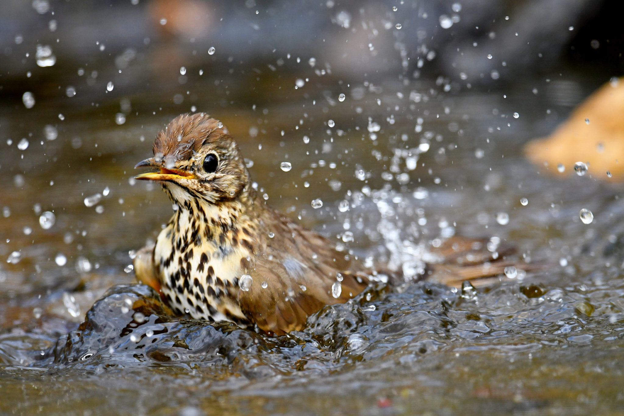 Nikon D500 + Nikon AF-S Nikkor 600mm F4G ED VR sample photo. Badespass photography