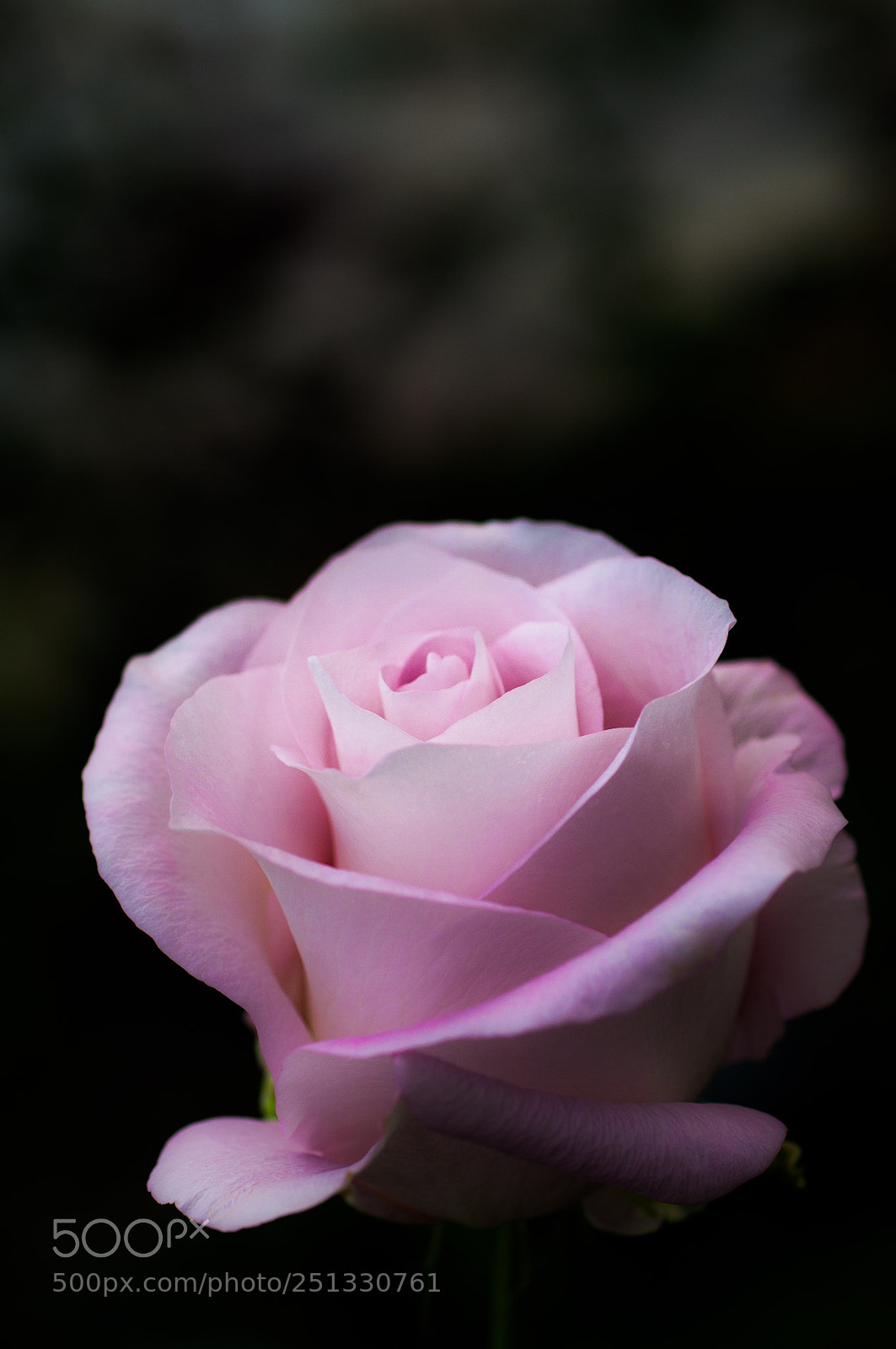 Nikon D90 sample photo. Untitled photography