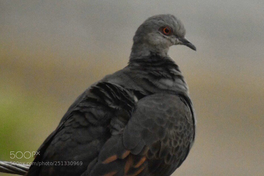 Nikon D7200 sample photo. This evening beautiful bird  photography
