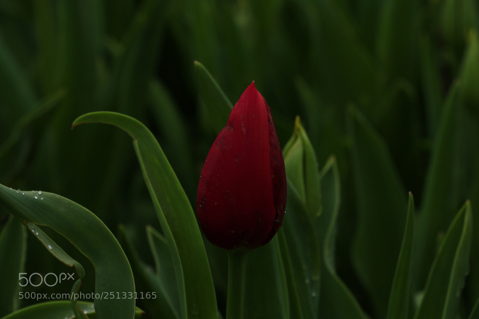 Canon EOS 70D sample photo. Untitled photography