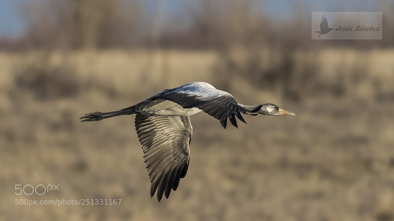 Canon EOS 7D Mark II sample photo. Grulla com n grus photography