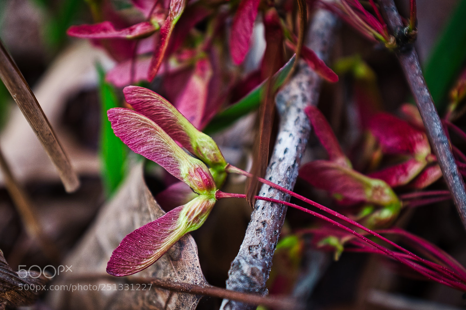 Fujifilm X100S sample photo. New life photography