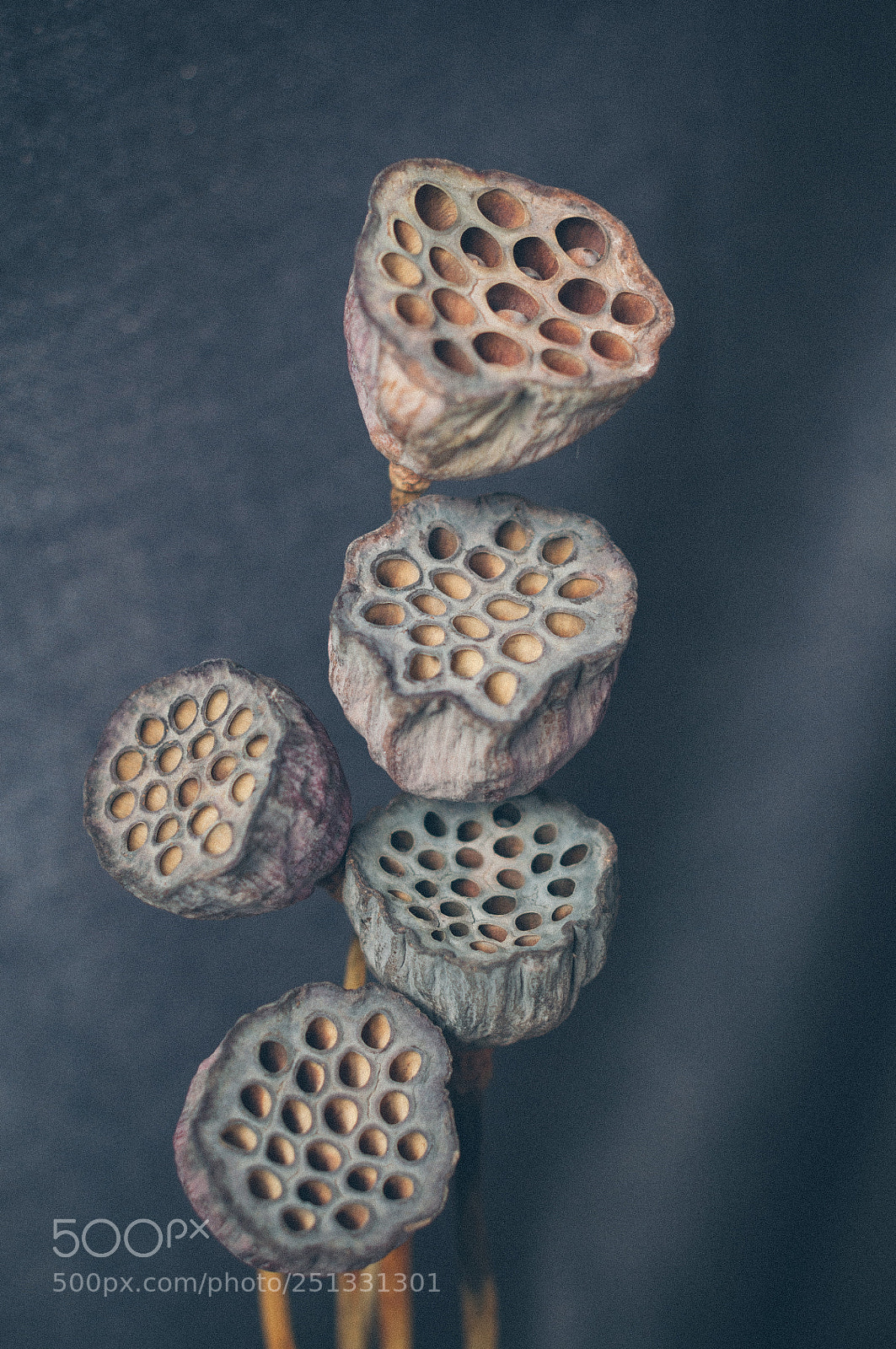 Nikon D5000 sample photo. Flowerlover i am photography