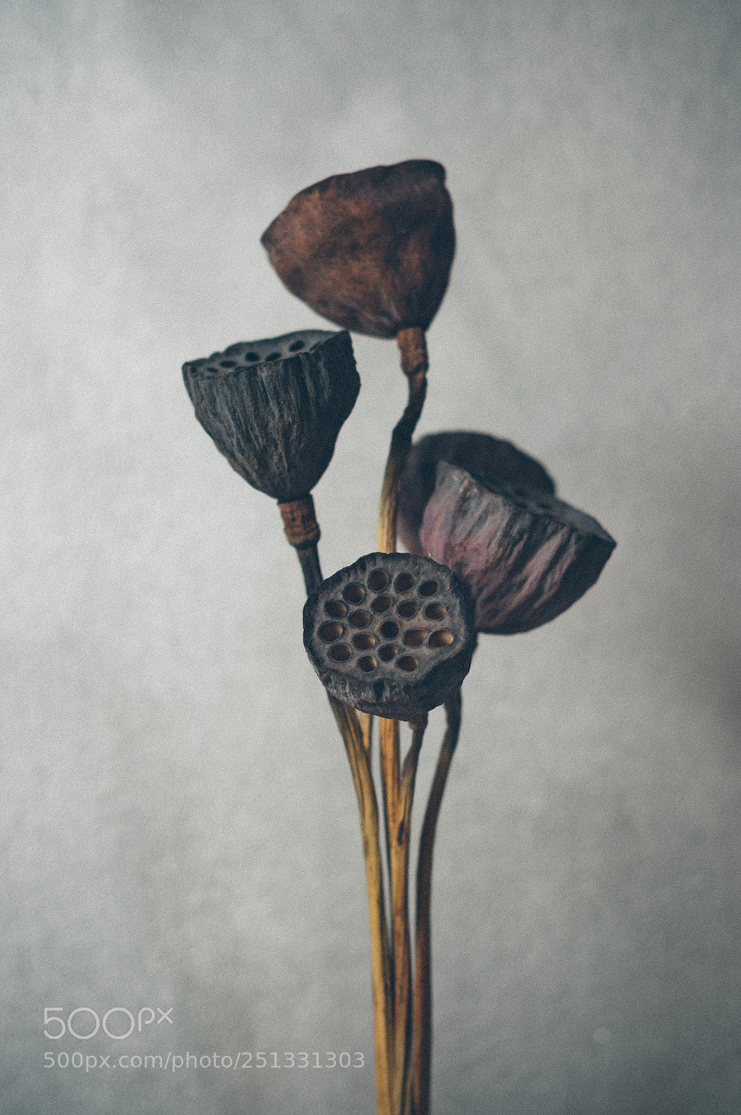 Nikon D5000 sample photo. Flowerlover i am photography